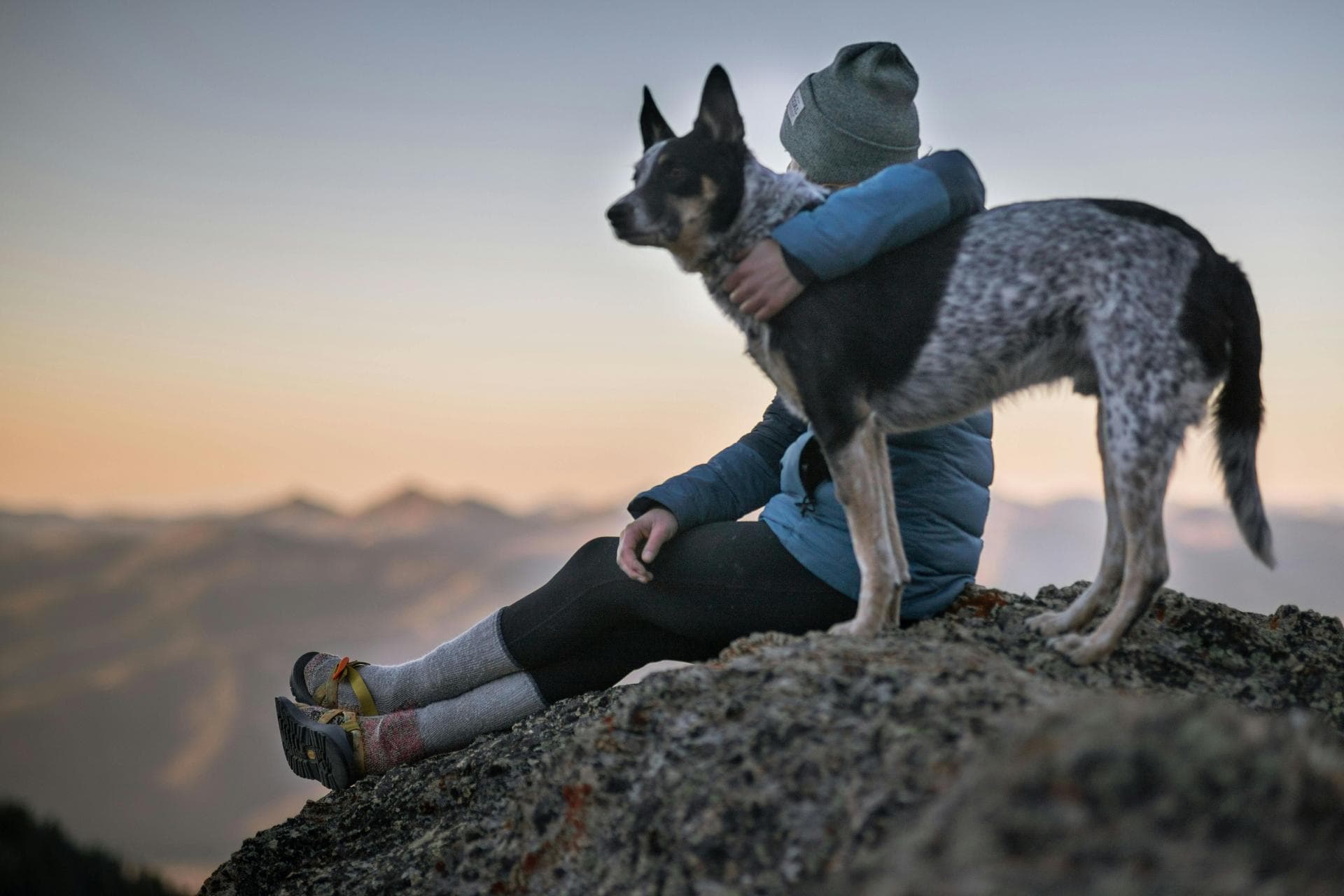 Dog & Cat Vets in Greenville