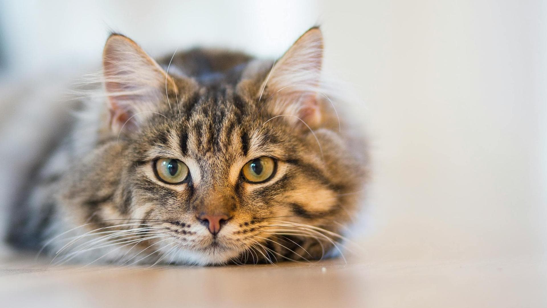 Dog & Cat Vets in Greenville
