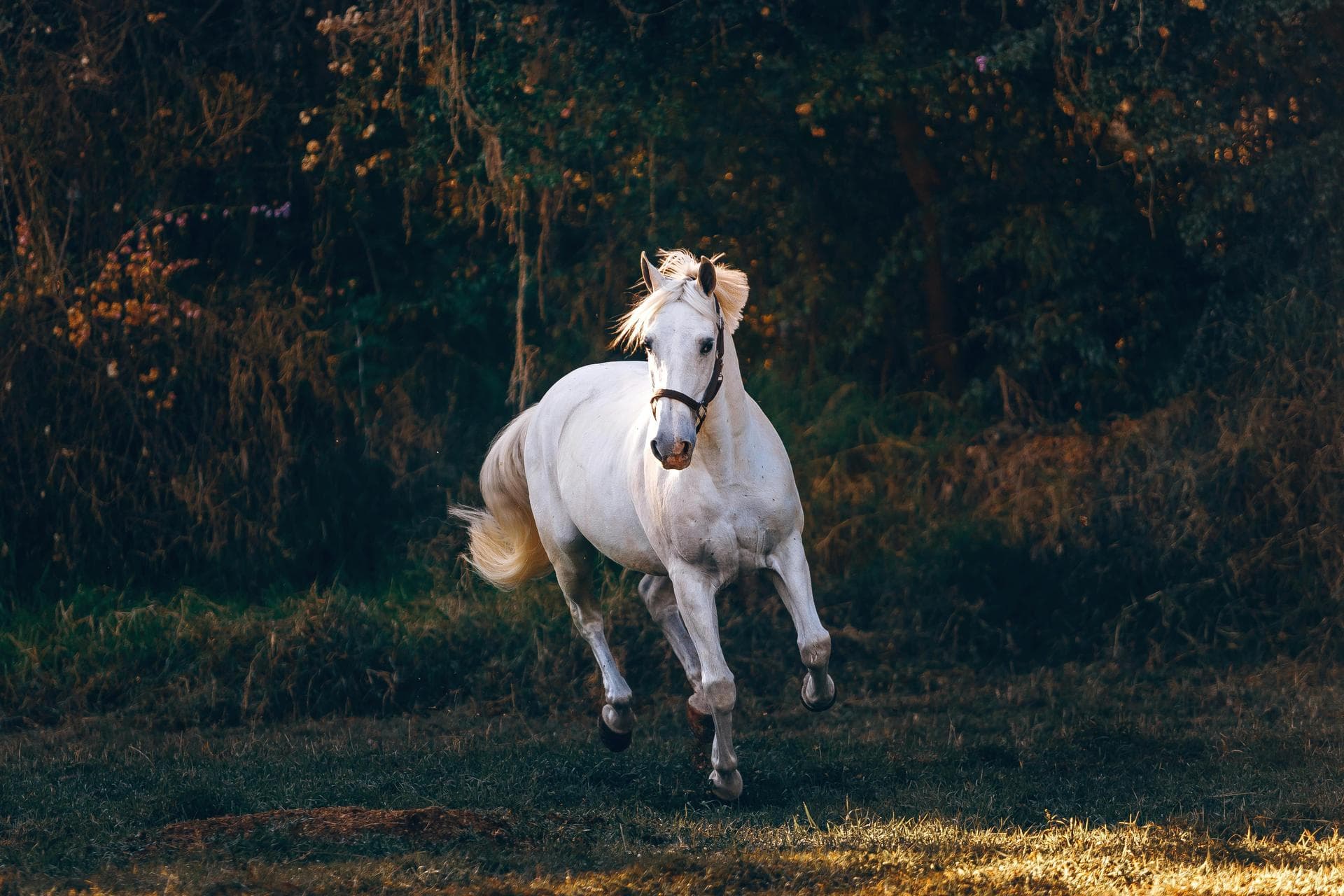 Specialist Vets in Greenville
